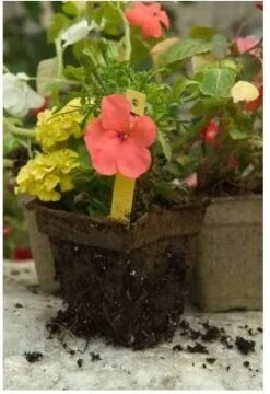 CowPots Renewable Composted Cow Manure Plantable Pots 3" Square, 12 Pack -Stihl Supplies Store cowpots2